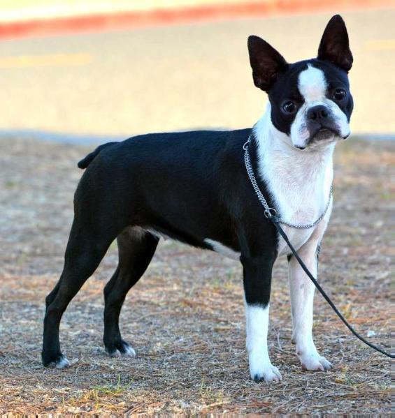 Tirina s Planet Golden Shine of the Star | Boston Terrier 