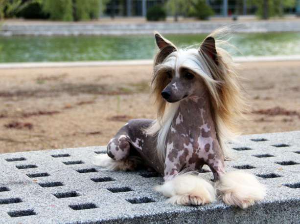 Oriental Jokes Best of Best For Solinos | Chinese Crested 