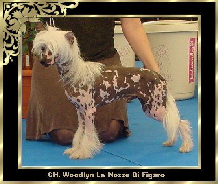 Woodlyn Le Nozze Di Figaro | Chinese Crested 