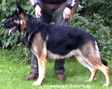 Lord von Karthago | German Shepherd Dog 
