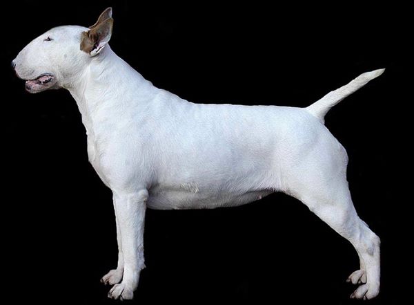 Napier Eye Candy | Bull Terrier 