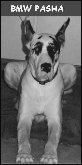 Bmw Pasha | Great Dane 