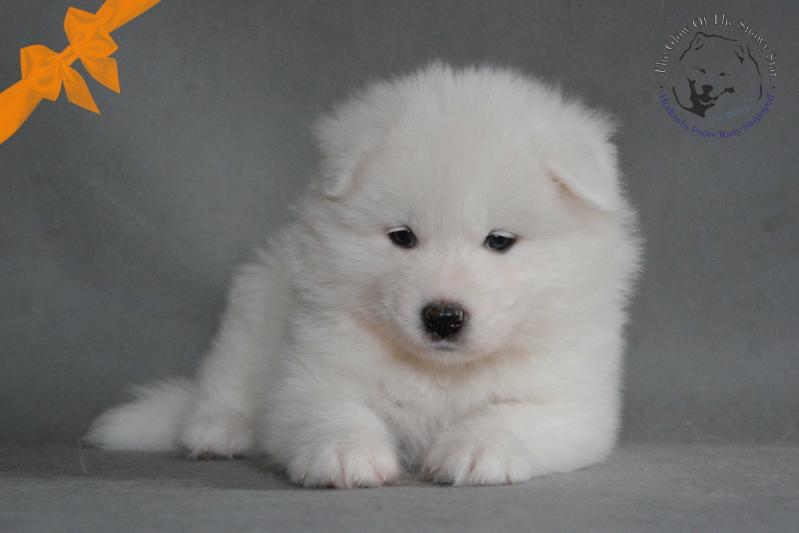 ARDEN OF JIP The Glow Of The Snowy Star | Samoyed 