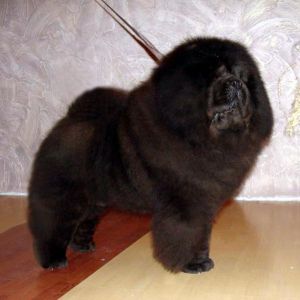 L&amp;A Goodtimes Black Sabbath | Chow Chow 