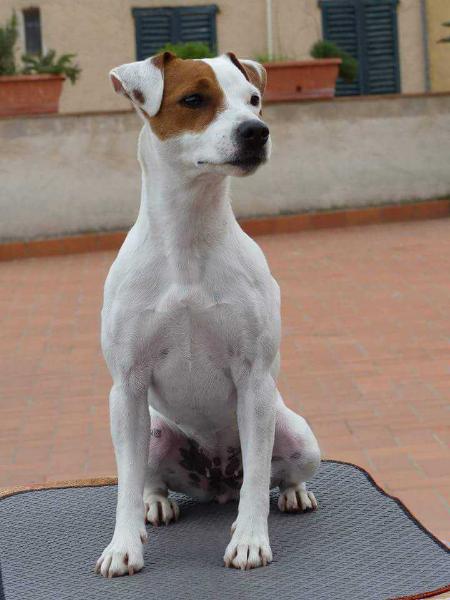 Just Jolie de la Forge Saint Eloi | Parson Russell Terrier 