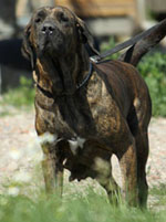 hyena of red and brindle | Fila Brasileiro 