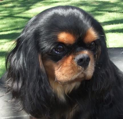 Rabymar Midnight Oil | Cavalier King Charles Spaniel 