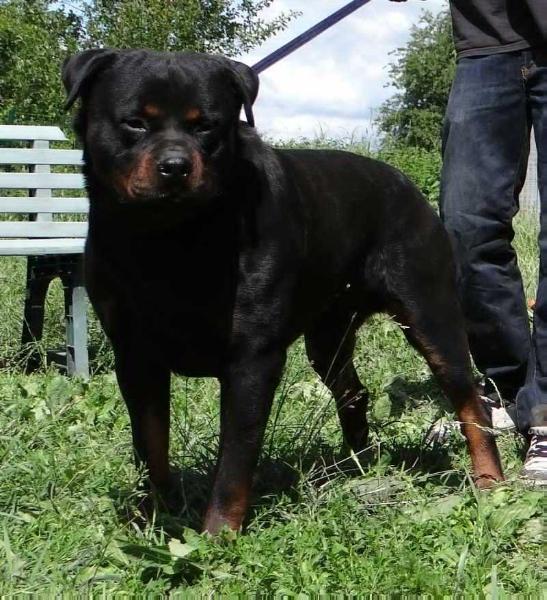 First vom Hause Juan | Rottweiler 