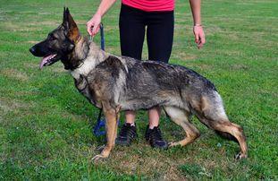 Chavie Aykmar | German Shepherd Dog 