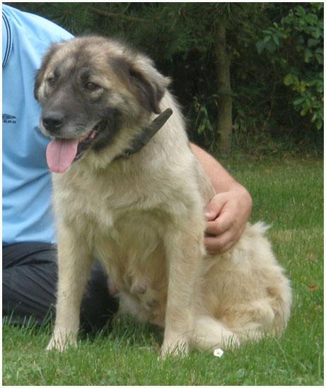 Lea Goranka | Yugoslavian Shepherd Dog-Sarplaninac 