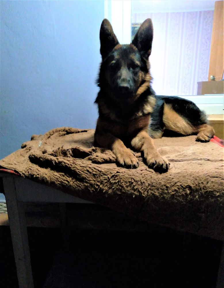 Zhaklin Morskoy Volk | German Shepherd Dog 