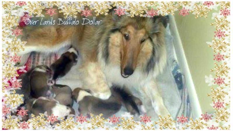 Over Lands Buffalo Dollar | Rough Collie 