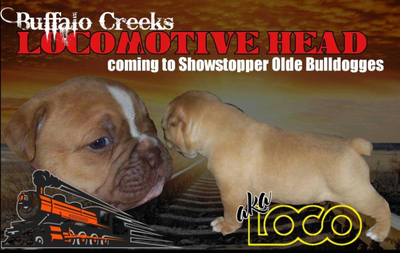 BuffaloCreek's LocoMotive Head-AKA-Loco | Olde English Bulldogge 