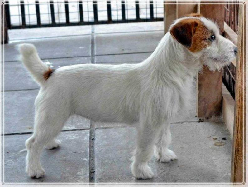 PAMPITA CON AIRE ANDINO | Jack Russell Terrier 