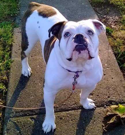 Durnell's priscilla Rose | Olde English Bulldogge 