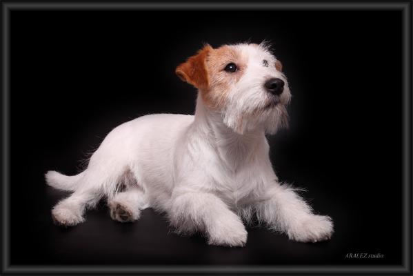 ESSENTIAL STAR Linea Luna | Jack Russell Terrier 