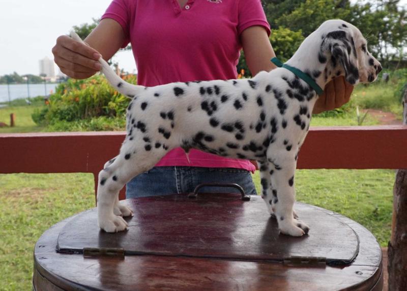 Dalsfort IX MoonChild | Dalmatian 