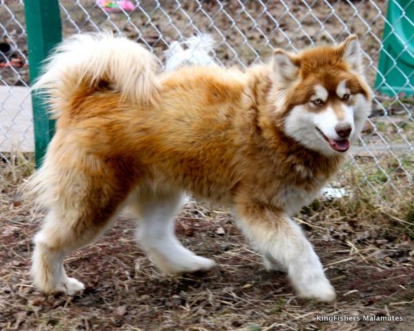 Kingfisher's Mckinley Of Dixie's Stampede | Alaskan Malamute 