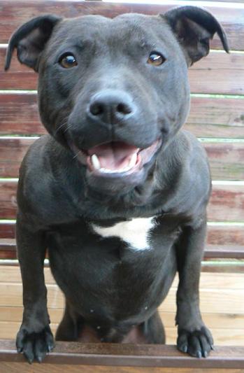 Blackbisquit´s Grace | American Pit Bull Terrier 