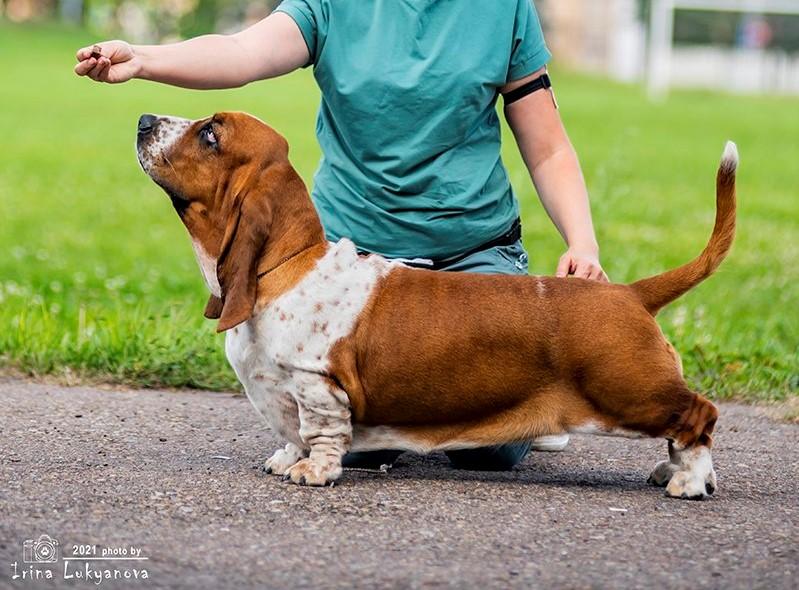 Light Night Yutana Red Sensation | Basset Hound 