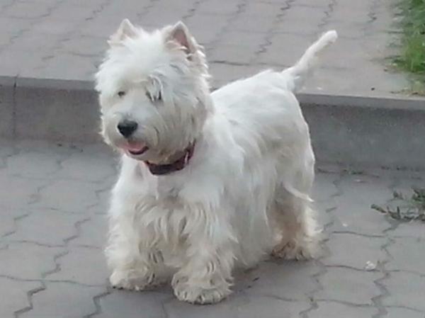 Urika Kerry | West Highland White Terrier 