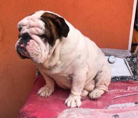 Mateo (Ramirez) MEX.FCI | Bulldog 