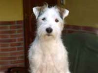 Xplosive of Lovealoch | Parson Russell Terrier 