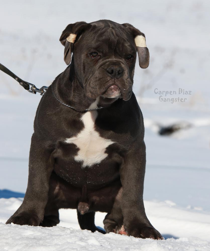 Carpen Diaz Gangster | Olde English Bulldogge 