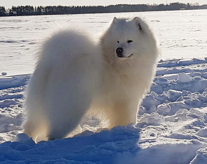 DOBRYNYA NAYSOVICH | Samoyed 