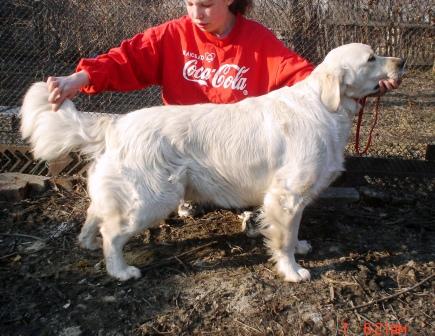 Rus Pekos Doris | Golden Retriever 