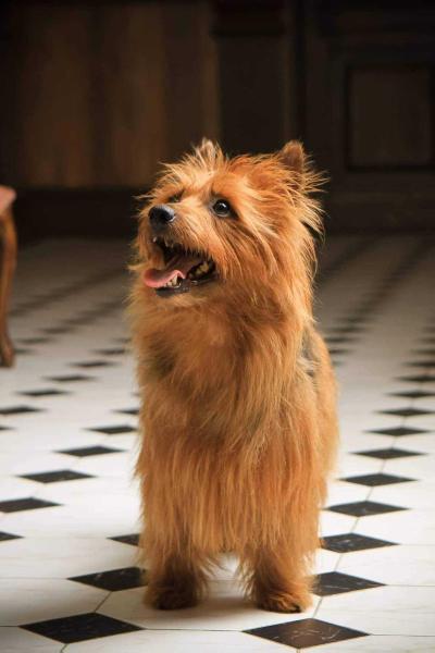 YakoGor Louren Always the First | Australian Terrier 
