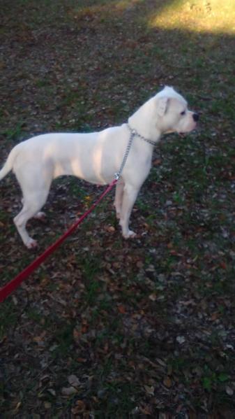 Cruz's lily | American Bulldog 