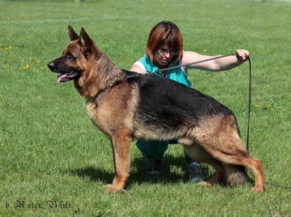 Zilber Wasserfall Norbo | German Shepherd Dog 