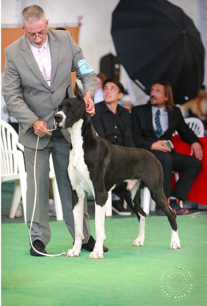 Omar Von Pao | Great Dane 