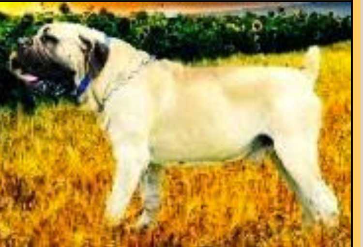 Janicka Neef Gert | African Boerboel 