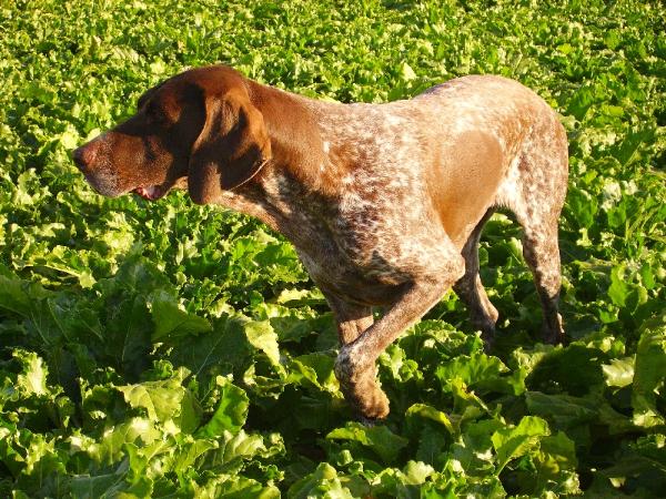 Tessie de la Diane du Drouvenant | German Shorthaired Pointer 