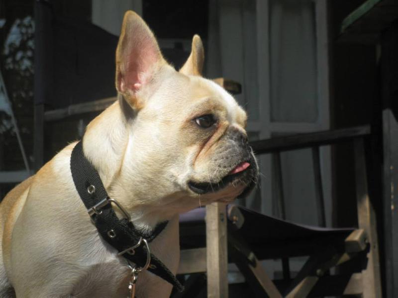 ELMER DE RUTHCANDY | French Bulldog 