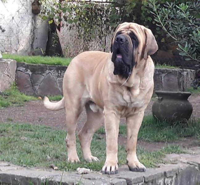 BLUE HOUSE MAMBO | Mastiff 