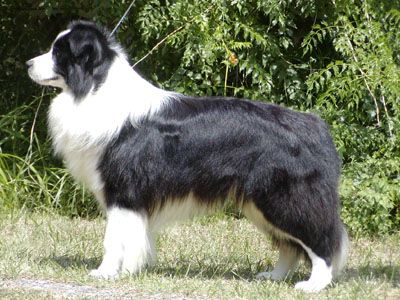 avatar one night stand bayshore | Border Collie 