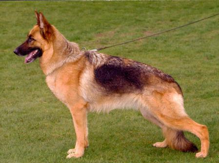 Dhana zum Turmacker | German Shepherd Dog 