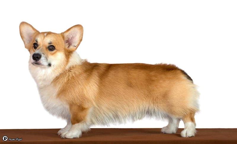 Kevin Vom Ellispark (NB) | Pembroke Welsh Corgi 