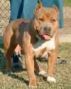 DOMINIONS BONNIE DE LA LOMA | American Pit Bull Terrier 