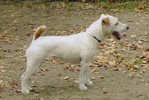 Snow Queen | Jack Russell Terrier 