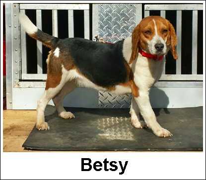 River Bottom Betsy | Beagle 