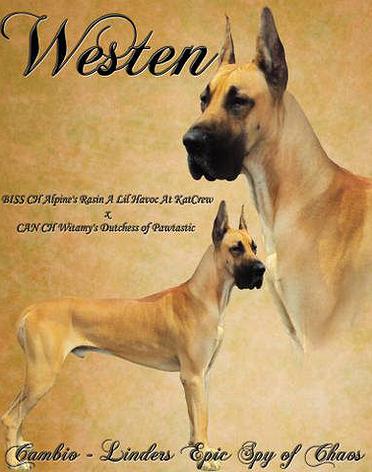 Cambio - Linders Epic Spy Of Chaos | Great Dane 