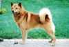 Toveri TYYLIKAS | Finnish Spitz 
