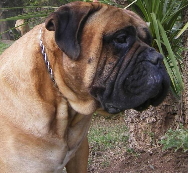 TOMFLOW BETO | Bullmastiff 