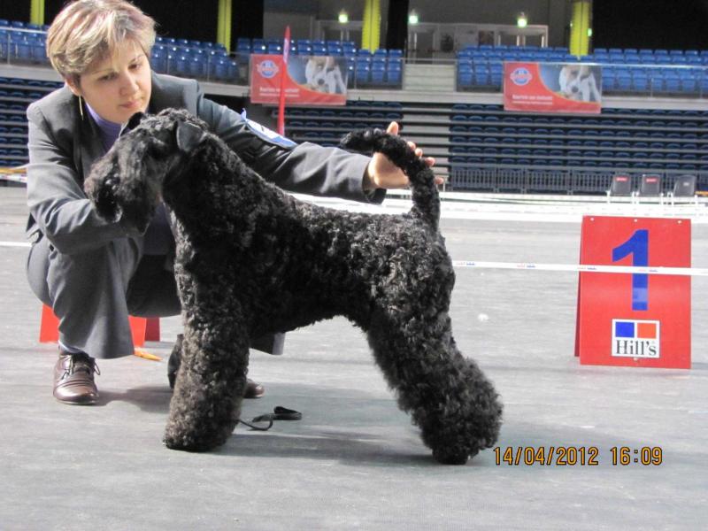 Esti Aksi Udra | Kerry Blue Terrier 