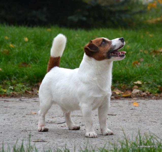 Allevamento BUC | Jack Russell Terrier 