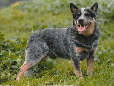 TURBO DU YEO | Australian Cattle Dog 